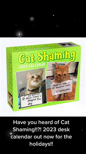 Cat Shaming™️ on TikTok