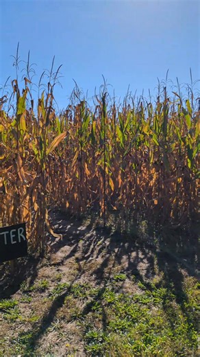 15 reactions | Only 7 days until Halloween Explore the pumpkin patch and corn maze. Corn maze is affordable! You go during the day and at night. 12 & ⬆️ $6 11 - 5 $4 4 & ⬇️ Free | Tom's Pumpkin Farm | Facebook