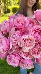 All Dressed Up! 💕💗 This gorgeous pink rose is a true garden showstopper! With lush, full blooms packed with petals and a sweet, apple-like fragrance, it’s easy to see why it’s one of our favorites. Plus, its excellent disease resistance makes it a must-have for any rose lover! 🌸🌿🌹 | Grace Rose Farm