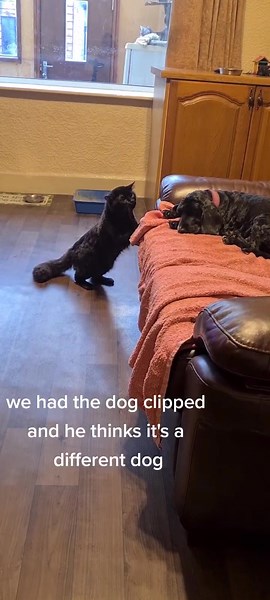 Hilarious Cat and Dog Videos - Pets on TikTok