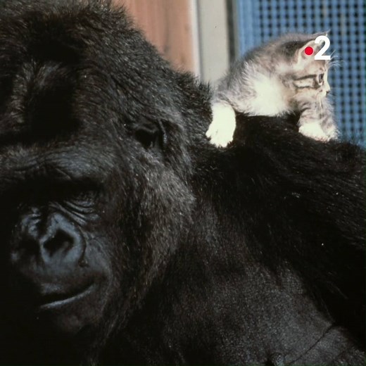 Elle parlait la langue des signes et adorait les chatons : voici Koko la fascinante femelle gorille du zoo de San Francisco. | France tv
