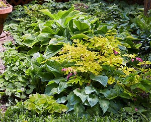 12 Shade-Loving Perennials to Grow with Hostas for an Easy, Elegant Garden