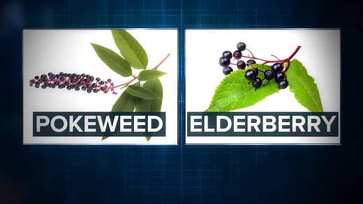 2.6K views | Elderberries can be used for holistic remedies. But some people might confuse elderberry with other poisonous plants. There’s a plant called Pokeweed, for instance, that looks similar and can be deadly. DETAILS: https://on.tmj4.com/2ttRzSG | TMJ4 News | Facebook