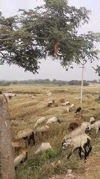 కొర్రలు చిరుధాన్యాలు మిల్లెట్స్ యాసంగి లోపంట మార్పిడి విధానం, Millets as Crop in Summer Season ,Zbnf