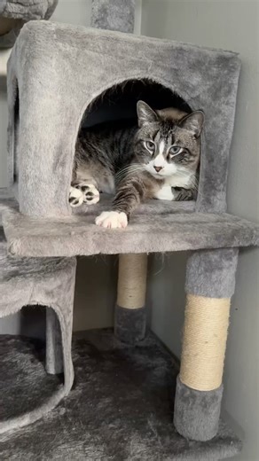 Cats Playing On Cat Tree & Condo