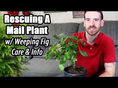 How to Revive a Stressed Plant (Weeping Fig Care & Info)