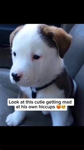 16K views · 1.6K reactions | Did you know puppies often get hiccups more than adult dogs because their diaphragm and breathing system are still developing, and their excitement or eating too fast can trigger those funny little hiccups. Share and follow if you like dog videos Credit unknown Please DM us for credit #dog #doglover #cutedog #puppy #hiccup #doghiccup #cutepuppy #angry #angrypuppy | My Floofy | Facebook