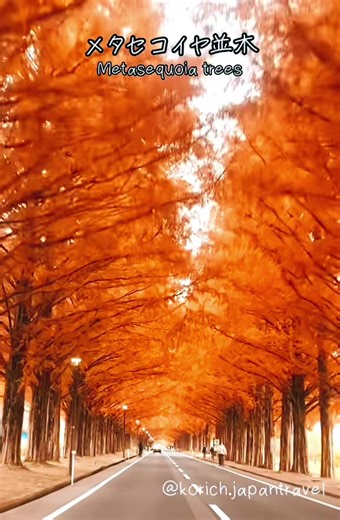美しいメタセコイア並木の紅葉スポット