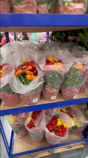 😍 Sam’s Club Fall Mums — Huge, Bright & Affordable!