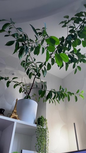 Обзор бюджетного микрофона! #fyp #summy #fifine #fifinemicrophone @garyfifine #обзор