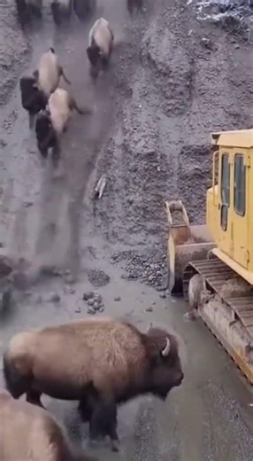 A Powerful Display of Bison Herd Movement Engaging with Machinery