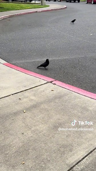 Explore the Unique Sounds of Crows in Nature