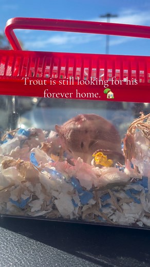 Trout is looking for a forever home in Oregon! He is an adult male mouse who was surrendered to us after his previous owner lost their housing. He is nervous but enjoys being spoken/read to while in the enclosure and is open to handling out of the enclosure. Male mice have to live solitary unless neutered. So Trout is the perfect option for someone who is looking to adopt a single animal. Though nervous he is extremely brave and his personality shines through. If you’re interested in adopting tr