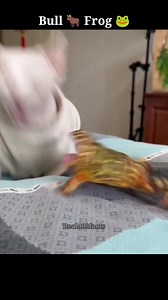 Why Bull frog is so dangerous #shorts #wildlife #bullfrog #frogs #new #real409facts #randomfacts | real409facts