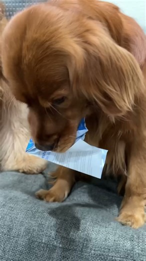 My golden retriever being bad compilation 🐶😈 #goldenretriever #baddog #naughty