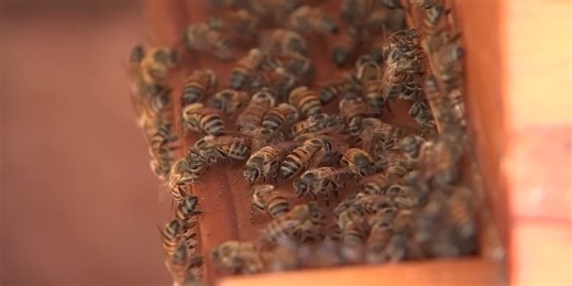 The importance of honey bees on Wisconsin’s agriculture industry