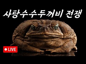 호주의 또다른 비극, 사탕수수두꺼비 전쟁! 그리고 선인장...[첫라이브 편집본]