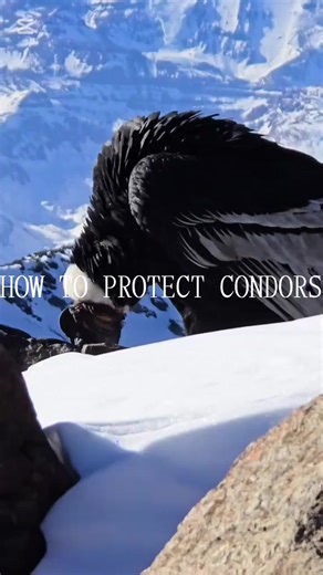 🦅 BE WISE AND PROTECT CONDORS Many of us enjoy nature and wildlife. The condor is one of the largest and most majestic birds in the world, but it is also an endangered species. For this reason, it is important to understand how it lives and how we can help protect it. 🅰️ Get to know the condor The condor lives in natural habitats like the Andes. It is a scavenger bird that helps keep the environment clean and can fly for hours using air currents. When I got to see a condor for the first time, 
