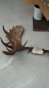 16 reactions | Moose with extra. #moose #moosetaxidermy #cooltaxidermy | Zimmerman Wildlife | Facebook
