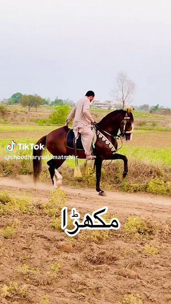 @ALHafeez Tent Pegging Club @حسنین گوندل چھموآنہ🕊️ @Raja Kaka Fakhre Pakistan 💯🐅 @Raja Iftikhar Ahmed Kaka @RAJA HABIB ULLAH WARINA