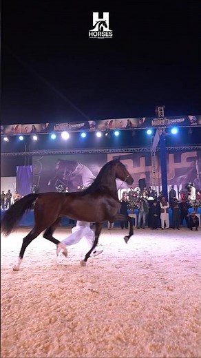 🔥 Insane Majestic Stallion Prancing at Night! 😍 #foryou #viral #horseshow