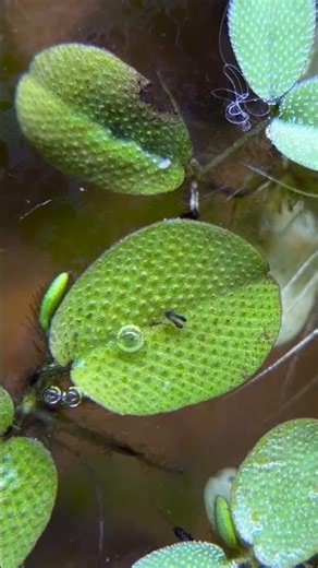 “Male vs Female Betta Fish Breeding 😱 | Complete Spawning Process | Bubble Nest Magic”#viral #betta