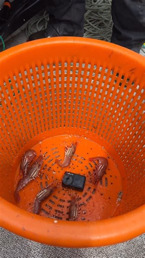 362 reactions · 7 comments | Limits of spot prawns with @adventureswithmayhemoutfitters | Addicted Fishing | Facebook