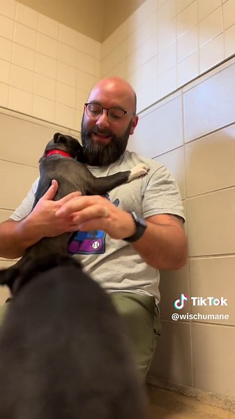 All these cuties are available for adoption at the Milwaukee Campus! Meet then during adoption hours ❤️ #tgif #puppylove #dollyparton #rescue #shelterdog #adoptme #fypシ