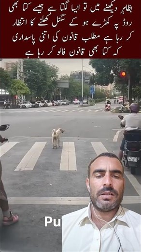 Smart Dog Waits for Signal 🐶❤️ | Discipline & Love | #shorts #trending #animals #motivation