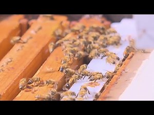Texas beekeepers saw more honey this year, but colony losses remain concerningly high