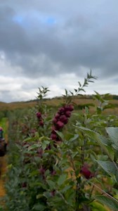 🍎🚚 DOWÓZ Z GOSPODARSTWA KACZOROWSCY 🚚🍎 Skrzynki pełne, jabłka błyszczą, a bus już się grzeje… w sobotę znów dostarczamy świeżość prosto z sadu! 🍏📦 🚚 SOBOTA – 07.02.2026 🍏 JABŁKA – 4 zł/kg ➡️ różne odmiany ➡️ można mieszać 🍐 GRUSZKI – 6 zł/kg (opakowanie 5 kg) 🥤 SOKI 100% NATURALNE 🫐 czarna porzeczka | 🍒 czerwona porzeczka 🍓 malina | 🍑 śliwka | 🍇 winogrono 🍑 BRZOSKWINIE W SŁOJACH – 5 L 🥫 DŻEMY / POWIDŁA – 14 zł 💰 Minimalne zamówienie: 100 zł 📞 Zamówienia: 512 469 672 📍 Odbiór 
