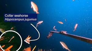 1K views · 55 reactions | An extremely rare seahorse has been filmed...