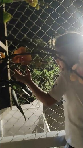 acade meu pé de feijão