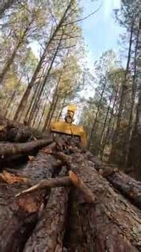 Pine Tree ride along #woodworking #pov