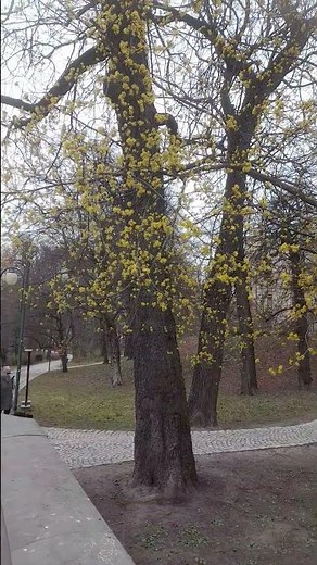 Ogród Saski w Lublinie, Aleje Racławickie #travel #nature #spring