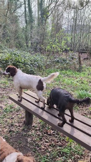 Springer spaniel showing pup how to explore!