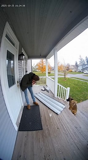 554K views · 1.6K reactions | This is why I can’t be left alone | Animal | Facebook