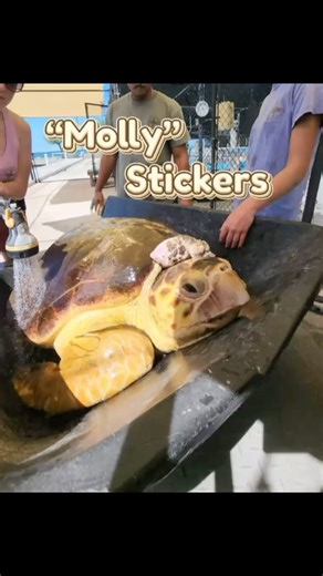 Molly stickers available while supplies last! A fun way to support the work at The Turtle Hospital 🐢❤️‍🩹. https://seaturtlehospitalstore.com/products/sticker-molly | The Turtle Hospital