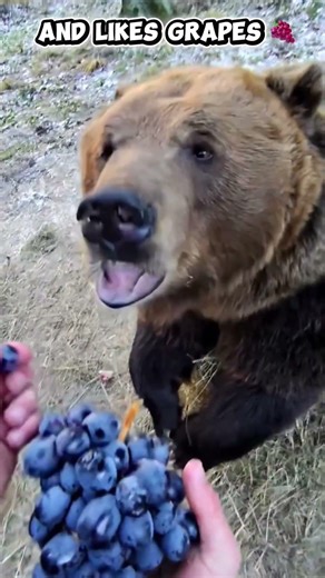 Pov: Just a random Tuesday in Russia 🤣🤣 #animals #bear #russia