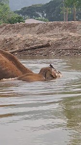 135K views · 10K reactions | Her rocking behavior diminished...