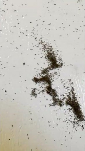 Thousands of Springtails Invade Home