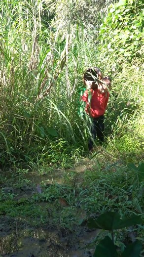 How To Trap Frog With Ceramic Vase Simple, Effective / Harvesting A Lot Of Frog Go To Sell #giangthica #dailylife #trapfrog | Ly Tieu Toan