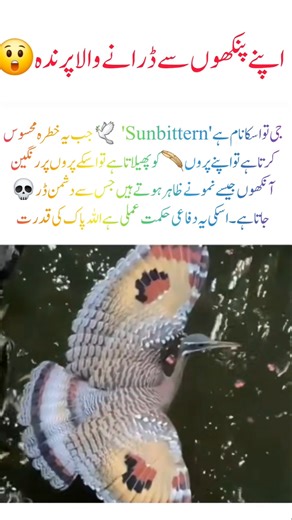 Sunbittern – Nature’s Living Illusion#Sunbittern#AmazingNature#Wildlife#NatureWonder#BeautifulBirds