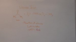 Urease Test-preparation