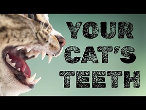 Cat’s Teeth Explained: Dental Facts You Didn’t Know