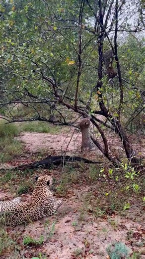 Mother Leopard Tries to Rest While Cubs Go Wild!