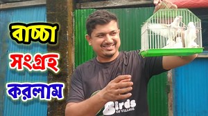 3.7K views · 135 reactions | জাভা পাখির কলোনি থেকে বাচ্চা সংগ্রহ করলাম || java pakhi colony || Birds of village #java_pakhi_colony #জাভা_পাখি_কলোনি #birdsofvillage | Birds Of Village | Facebook