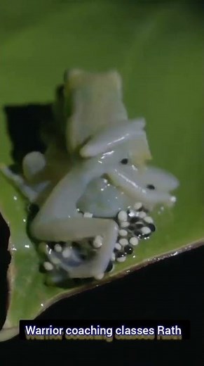 How frog reproduction occurs ||Usually in water. |#warriors|‪@MahaAjaey‬