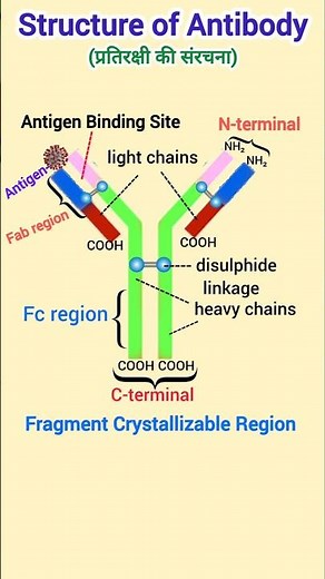 antibody structure and function | immunity | structure of antibody