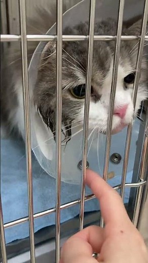 【外科症例報告】猫の難治性口腔内腫瘤に対する診断的生検と、好酸球性肉芽腫の生涯管理